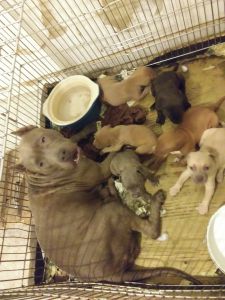 Rare breed turttlebuster/redboy jeep and mitron bluebrerry