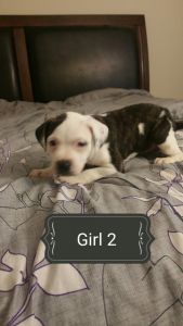 Pit Bull puppies