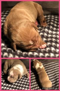 3 week old pitbull puppies