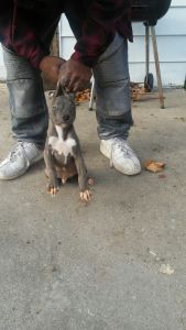 Blue American Pitbull Terrier Razors Edge Bloodline