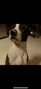 Pitbull/ American Bulldog Mix