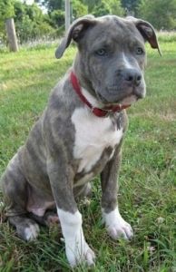 2 cute American purebred Pitbull puppies ready