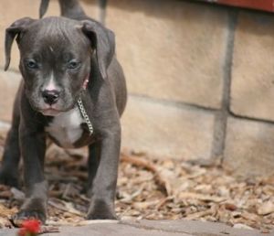 Full blooded American Pit Bull Terrier puppies