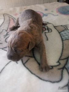 Karma puppies are now here