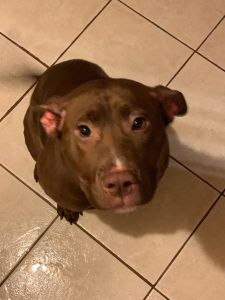 Gemie female pitbull