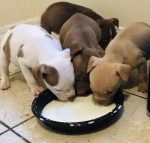 Beautiful pitbull puppies