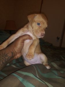 Puppy needs good home