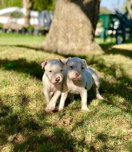 Puppies for sale