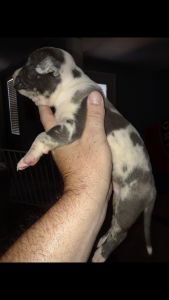 Beautiful Merle pit bull male