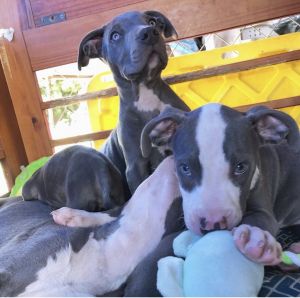 I have 2 Blue nose pit bull $500 for both