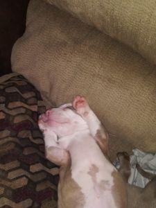 Hot buy Rednose Blue Nose Pitbull