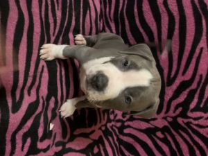Blue nose Pitbull puppies