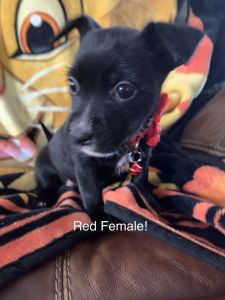 Pitbull mauzer mix puppies