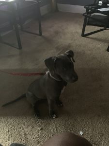 Grey color blue eye pit bull