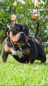 American Bully (Beautiful)