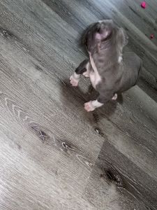 Pit bull He is fun, active and very friendly