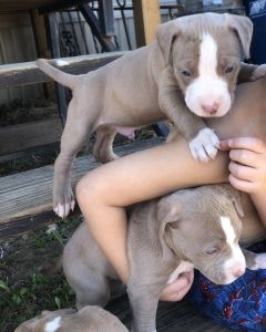 Pit Bull puppies for sell