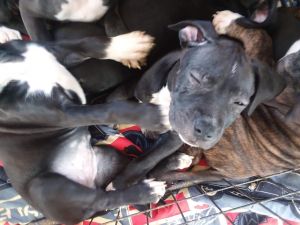 Pit bull puppies