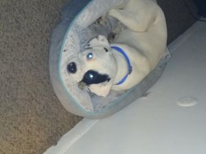 9 month old pit bull terrier