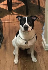 Sweet Pit Bull needs a new home.