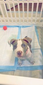 Baby pit blue eyes 3 months old