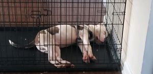 Looking for new parents