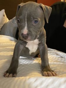 Blue nose pitbull