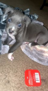 Blue pit bull
