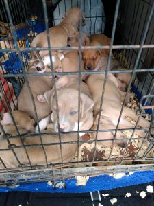 Pitbull pups for sale $700 call today ***