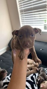 I have 2 male puppies ready for a forever home!!