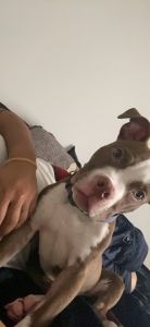 5 month old pit Bull puppy