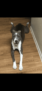 pit bull named Fiji needs a good loving home ❤️