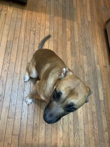 Free dog and crate !!