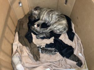 The puppies are for are for sale