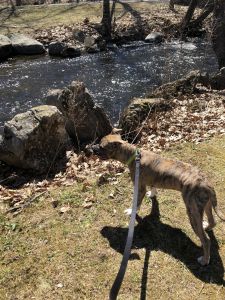 7 Month Pit Mix Puppy