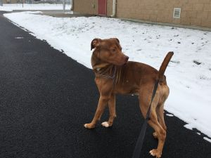Pitt Bull mix