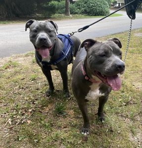 2 Blue Pit Bulls (brother & sister)