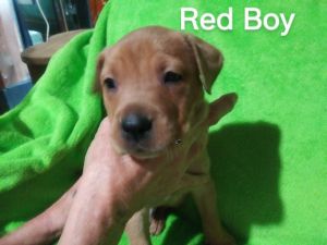 Puppies ready to love you