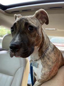 LOOKING FOR A LOVING HOME