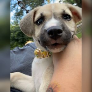 Female mix Pitbull/Husky 12 week old