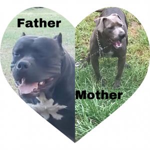 Blue American & Demon Pitbulls