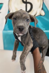 Pitt bull Puppies for sale