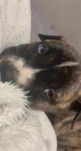 Lab pit, 2 months old