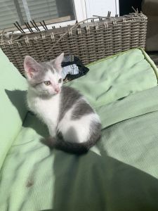 Sweet kitten for sale!