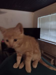 Lovable kitten needs a new home