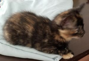Adorable tortoiseshell kitten needs a loving home
