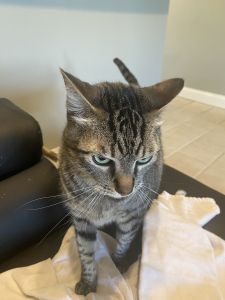 Need a loving care foster