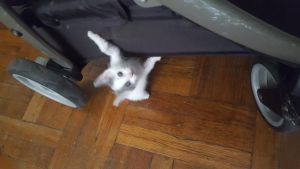 Kitten needs a new home