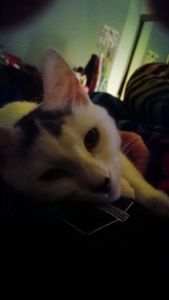 Lovable Cat Needs a Good Family