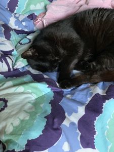 Lovable Cat for adoption I can no longer keep her